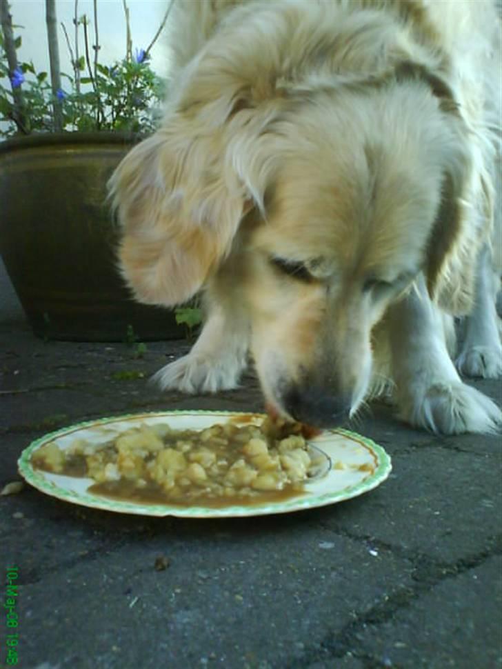 Golden retriever Niko(L) billede 20