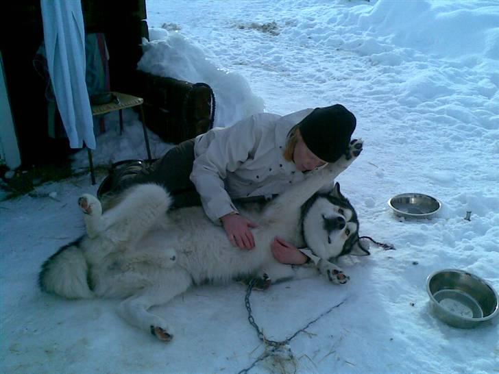 Alaskan malamute Rio - Rio og Frauke hygger billede 10