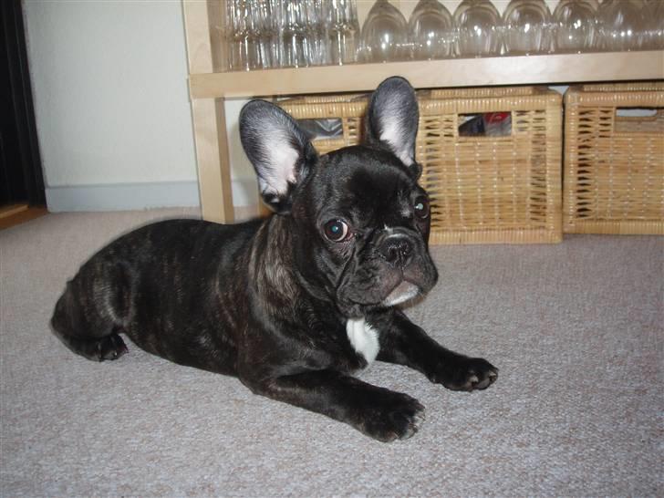 Fransk bulldog Tyson billede 6