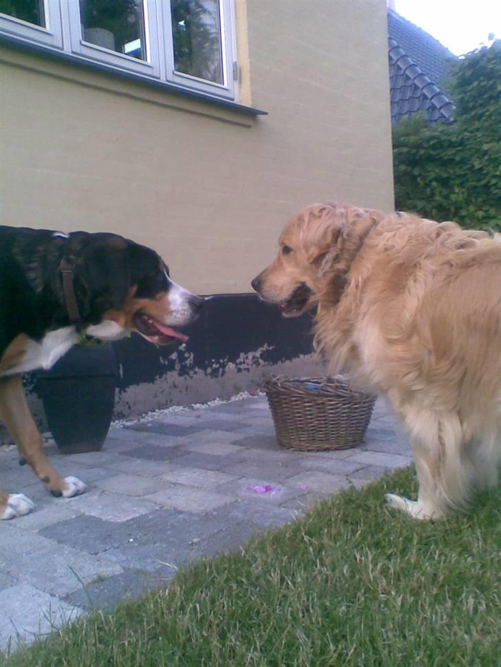 Golden retriever Bertram - Bertram der kysser med sin kærste Tequila  billede 1