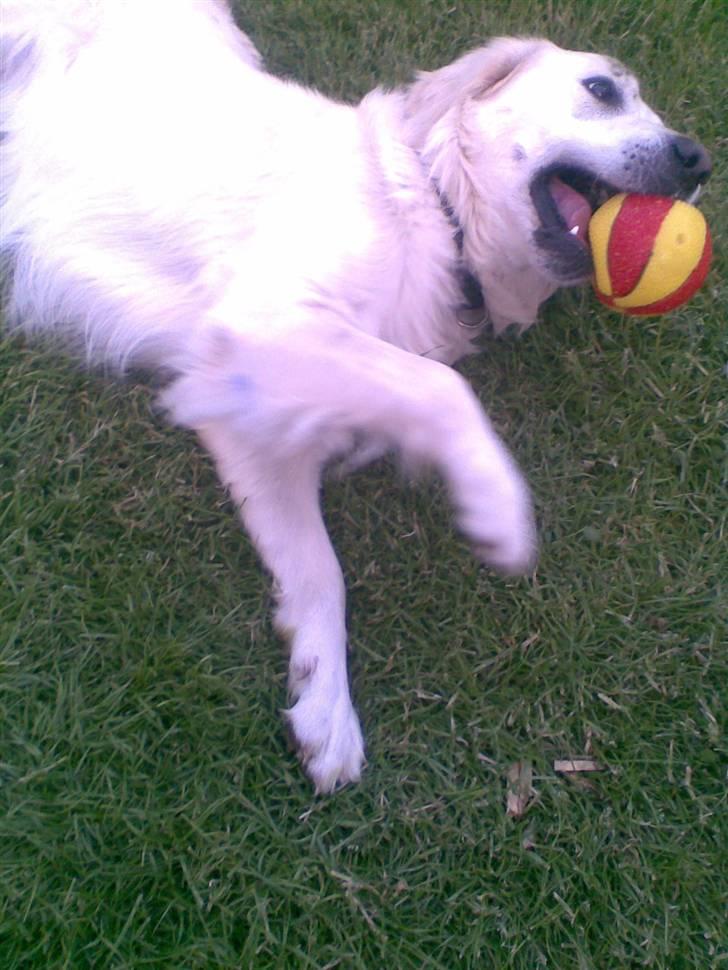 Golden retriever Bertram - nårr billede 2