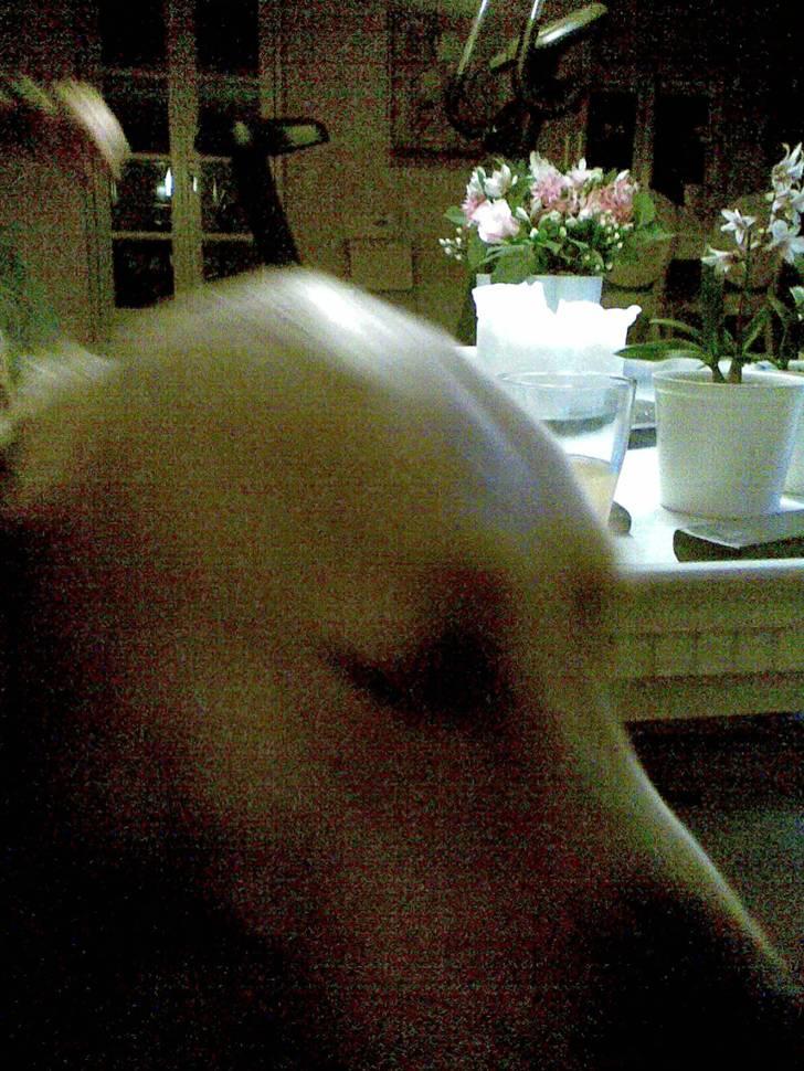 Golden retriever Bertram - hehe billede 3