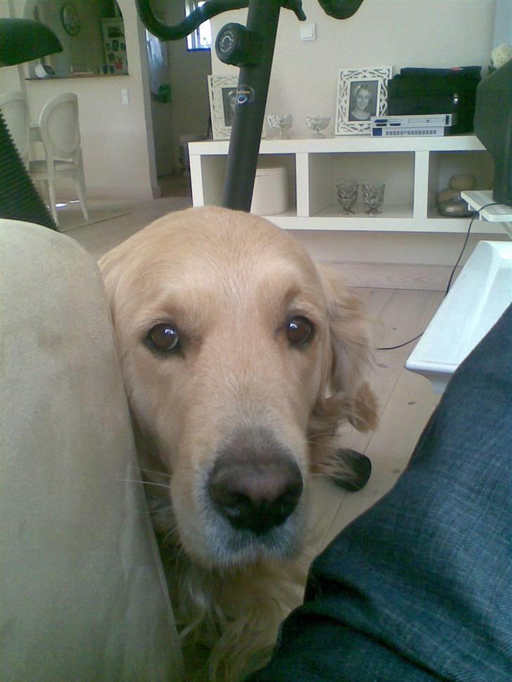 Golden retriever Bertram - hej billede 4