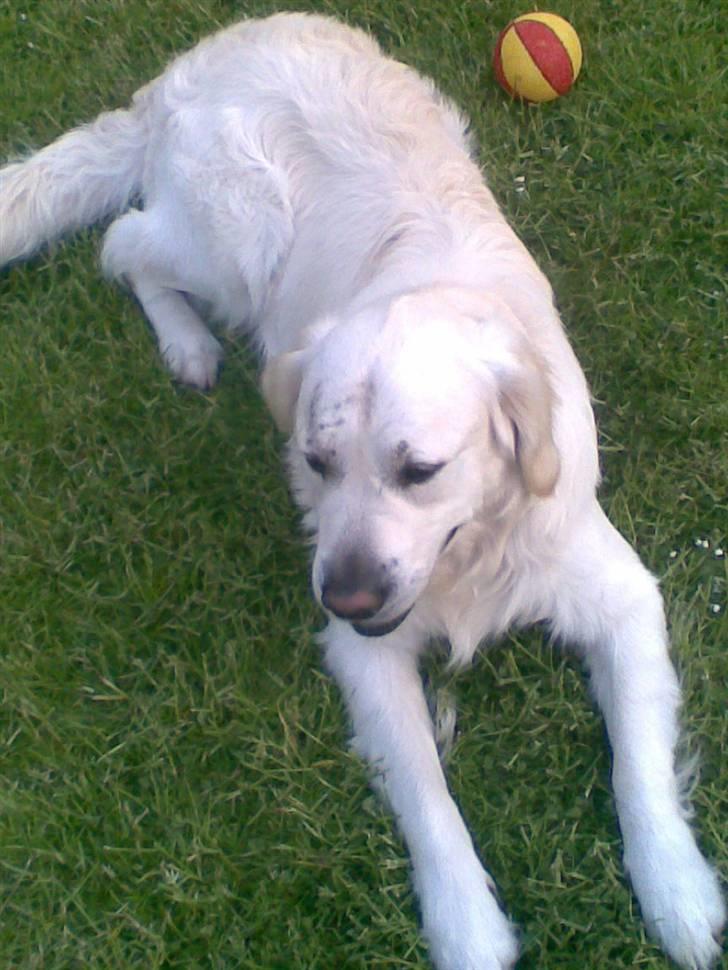 Golden retriever Bertram - hvor han søød billede 5