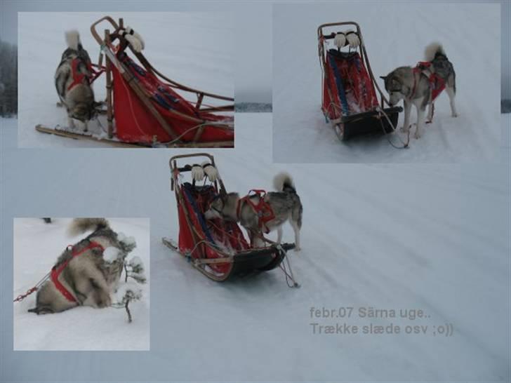 Alaskan malamute Malou - Uhmmm billeder fra første år, men den når ikke min tur med Allan og Bond i år til sokkeholderne billede 11