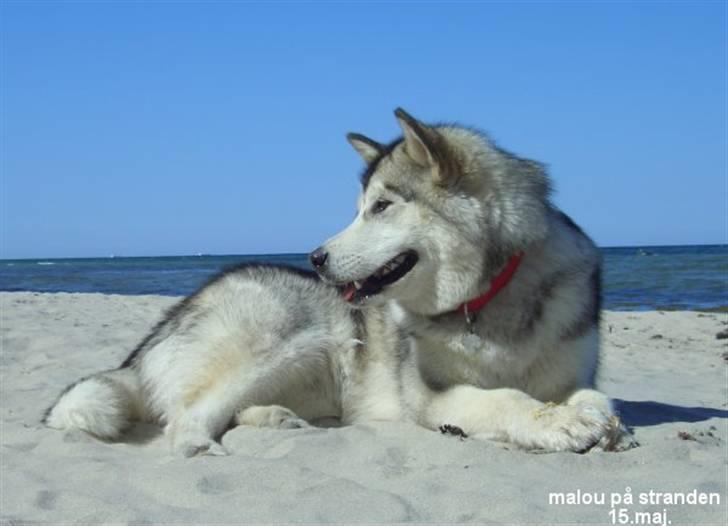 Alaskan malamute Malou - Mig som 1 år gammel billede 12