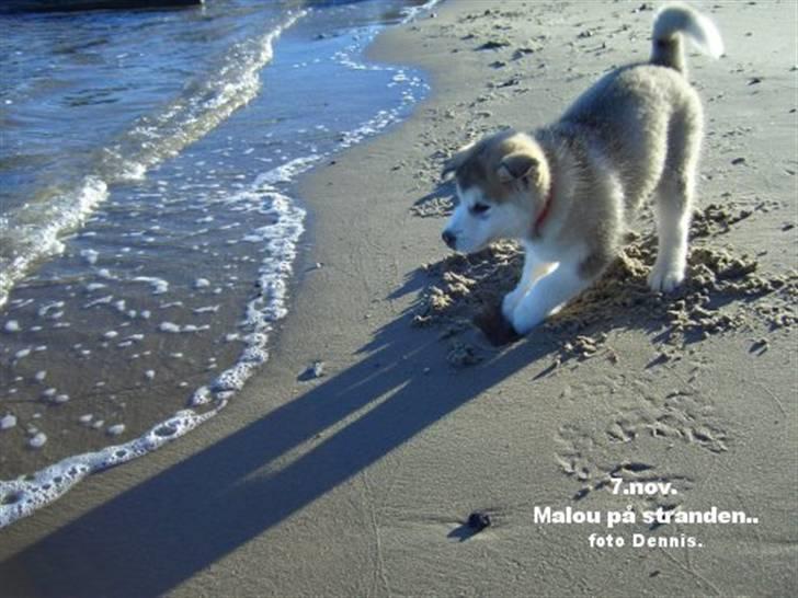 Alaskan malamute Malou - Jeg var da sød som lille ikk billede 13