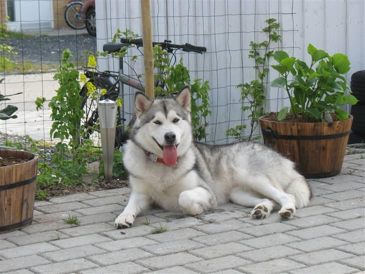 Alaskan malamute Malou - min solskinsplet i min gamle have billede 14