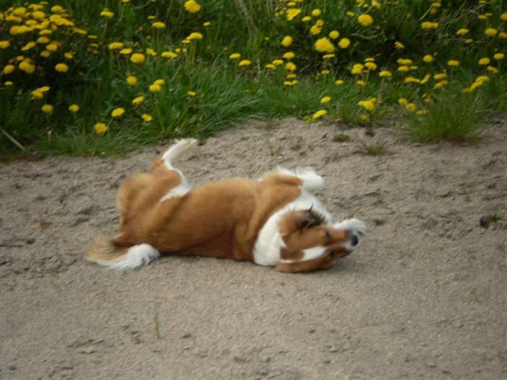 Blanding af racer Sally billede 11