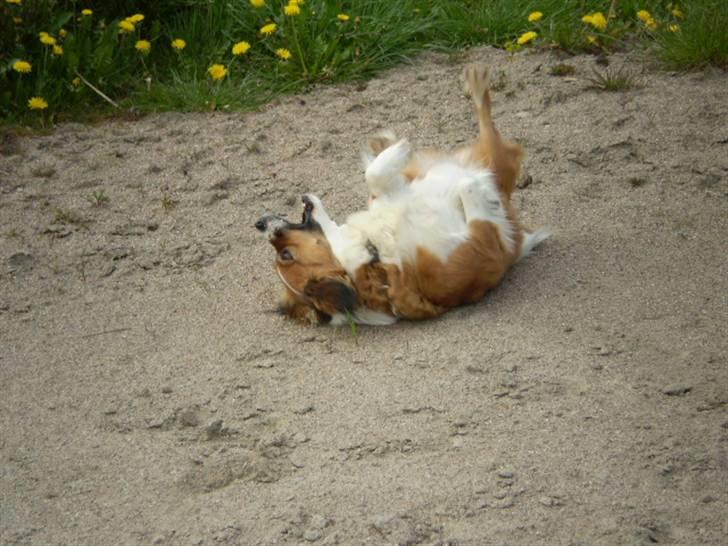 Blanding af racer Sally billede 12