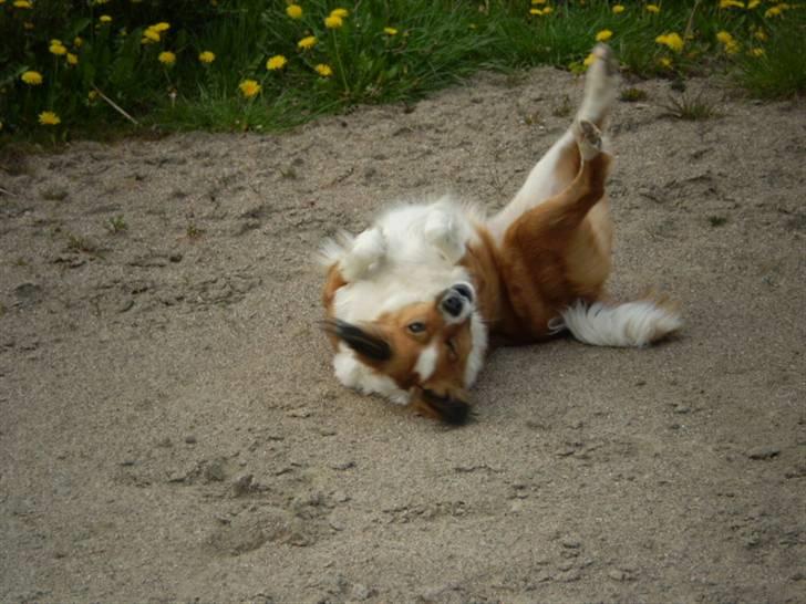 Blanding af racer Sally billede 13