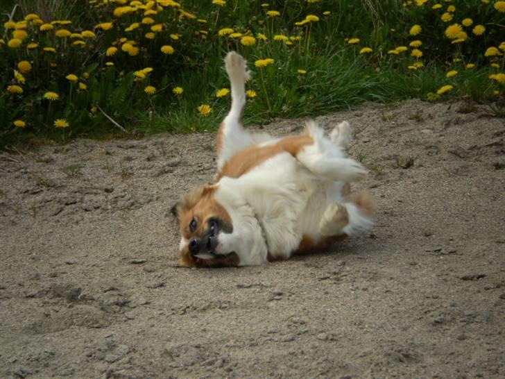 Blanding af racer Sally billede 14