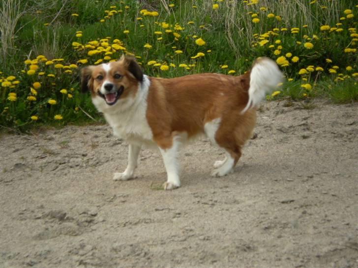 Blanding af racer Sally billede 15