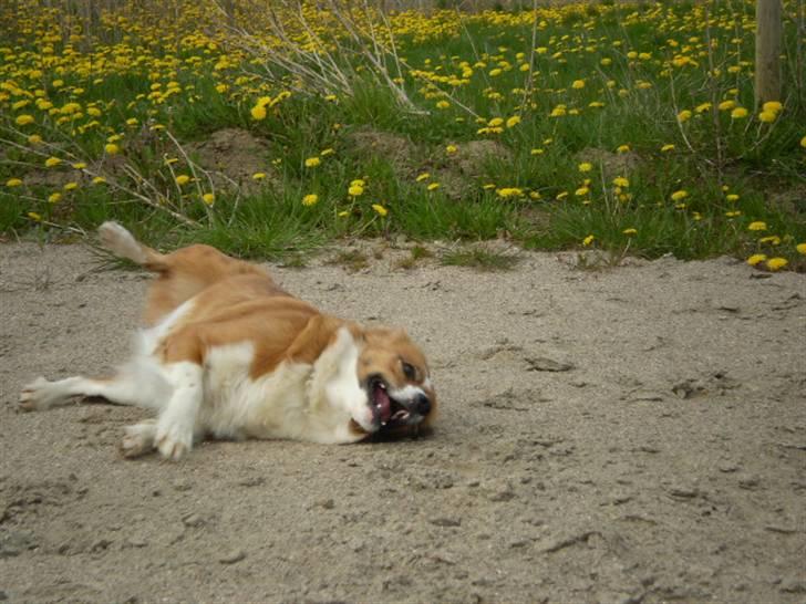 Blanding af racer Sally billede 16