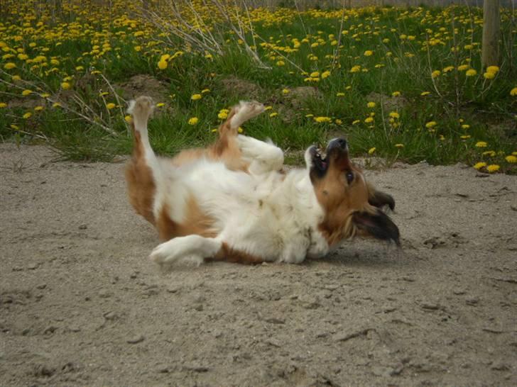 Blanding af racer Sally billede 17