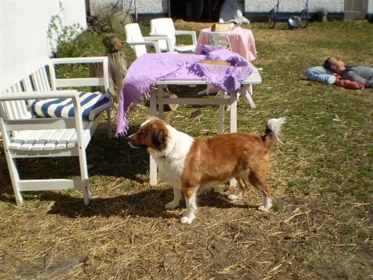 Blanding af racer Sally billede 18