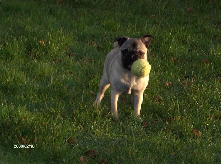 Mops Freya billede 17