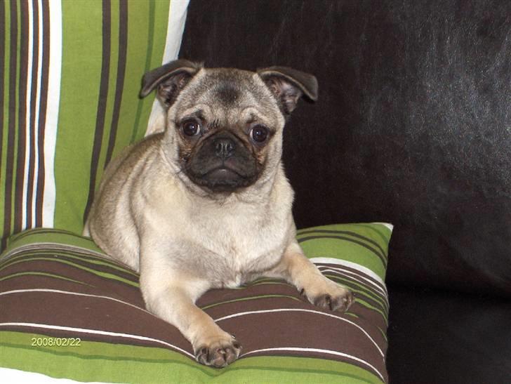 Mops Freya - Min helt egen piedestal billede 18