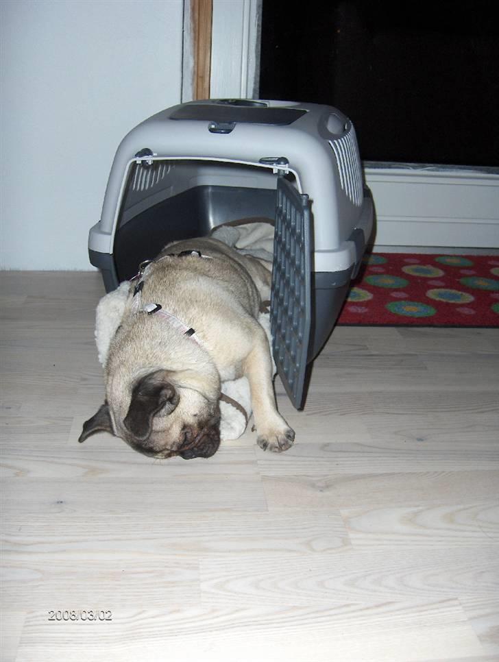 Mops Freya - ZZZZZZZZZZZZZZZZZZZZZZ billede 19