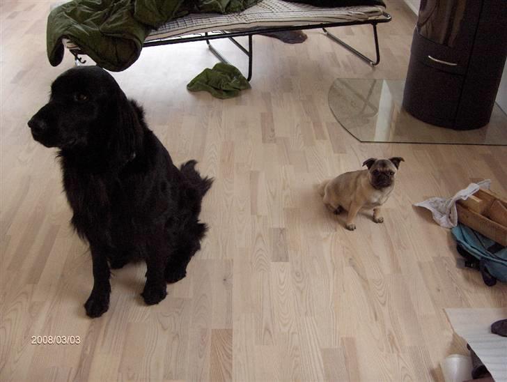 Mops Freya - Fætter Ross og mig billede 20