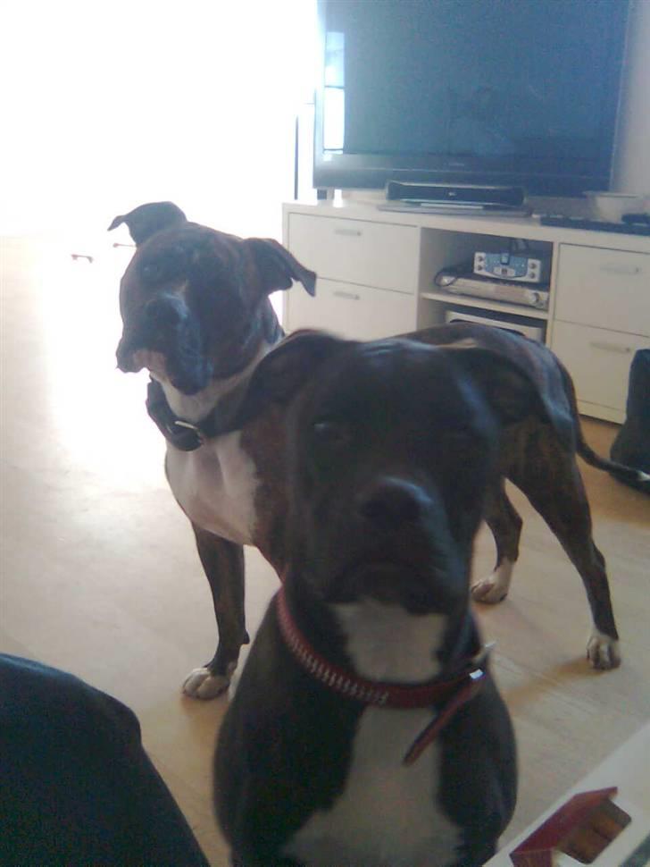 Amerikansk bulldog Topp's Magic Deville billede 9