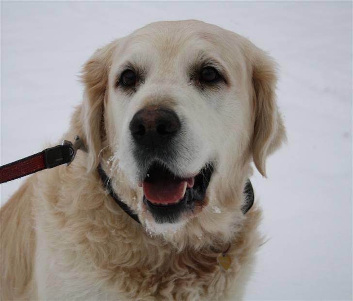 Golden retriever Charlie - Smukke Chalrie november 2010 foto mig billede 3