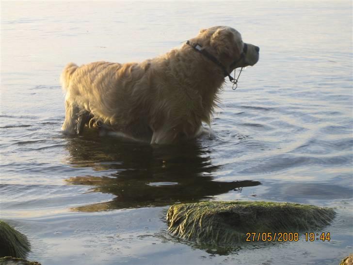 Golden retriever Charlie billede 4