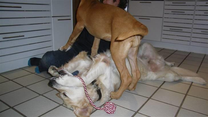 Golden retriever Charlie - HJÆLP..!!! jeg bliver overfaldet billede 5