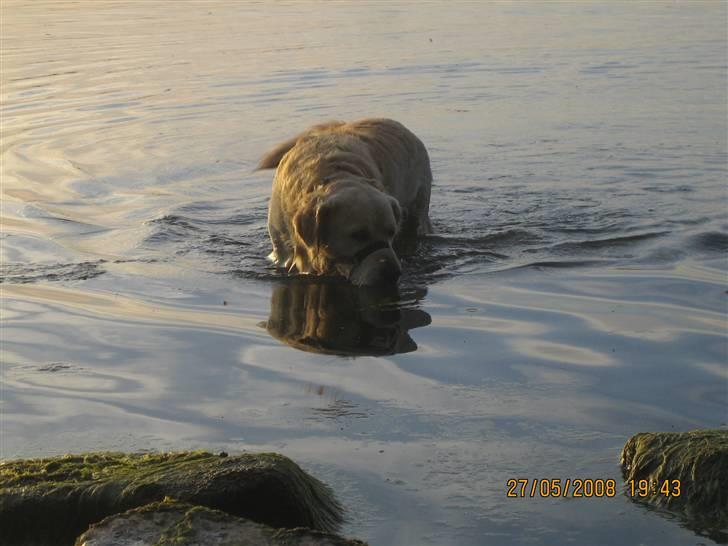 Golden retriever Charlie billede 6