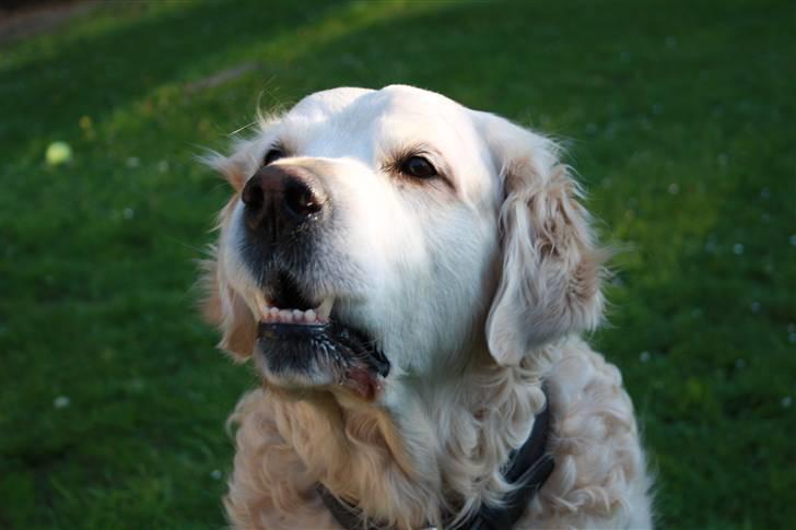 Golden retriever Charlie - Rulle, rulle og rulle billede 7