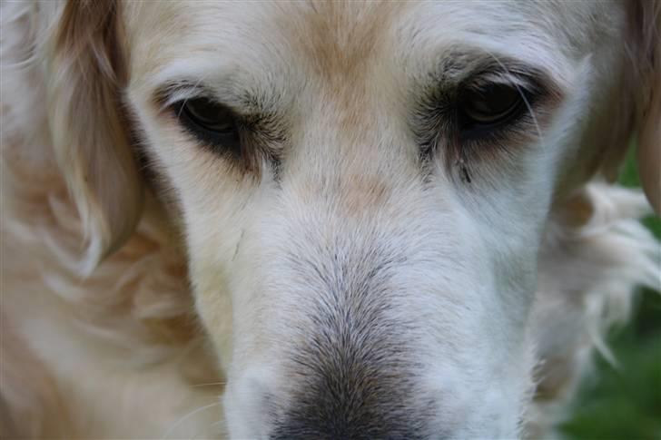 Golden retriever Charlie billede 8