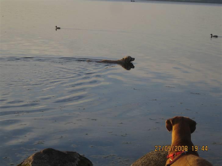 Golden retriever Charlie - Charlie er ude at svømmen mens Freya ikke skal nyde noget :) billede 9
