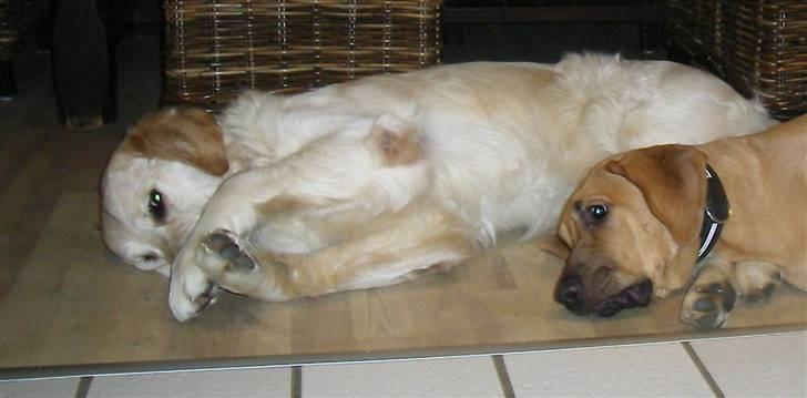 Golden retriever Charlie billede 10