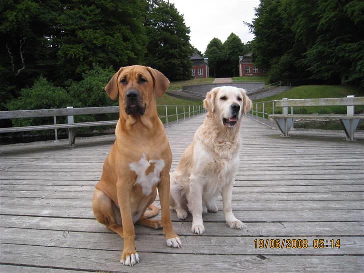 Broholmer Freya nu 2 år R.I.P. billede 1