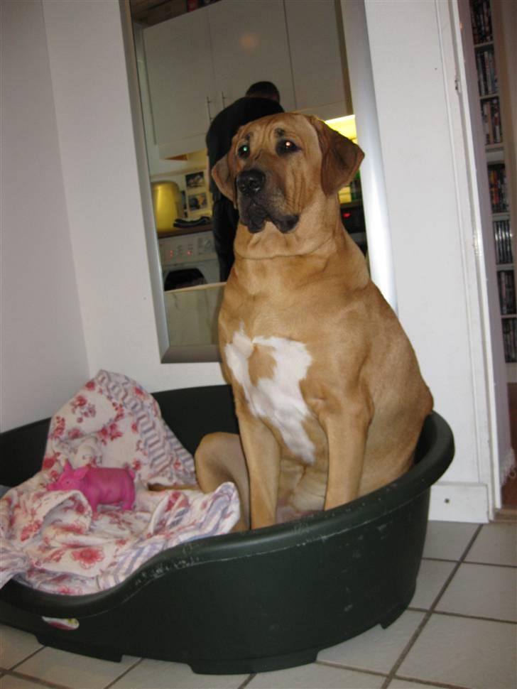 Broholmer Freya nu 2 år R.I.P. - Min lille vuf på 1 år (hun er da ikke så stor ;) billede 2
