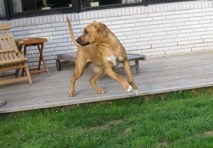 Broholmer Freya nu 2 år R.I.P. - d. 27.5 08 billede 3
