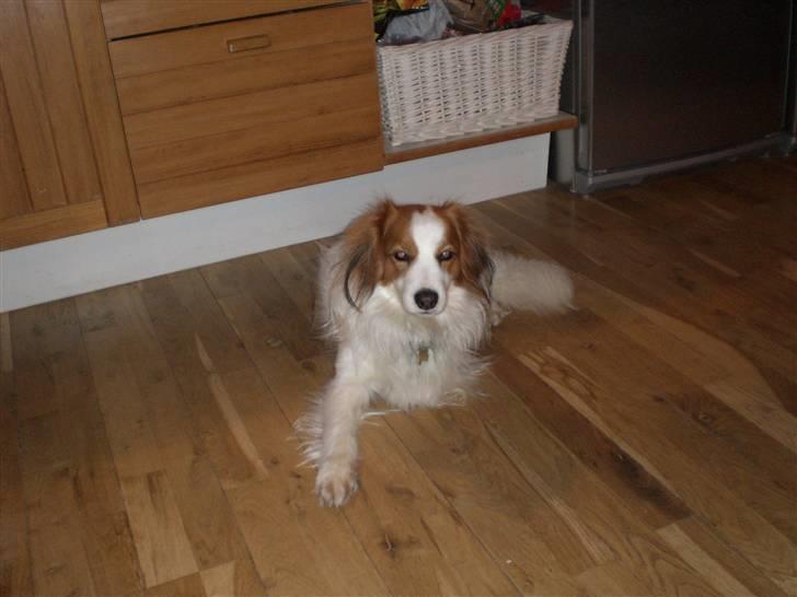 Kooikerhondje Robin - du ligger vel nok fint der robin billede 1