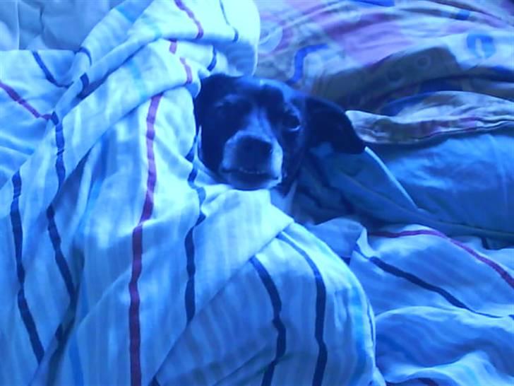 Dansk svensk gaardhund Kvik *R.I.P* min baby:´( billede 13