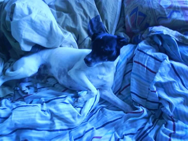 Dansk svensk gaardhund Kvik *R.I.P* min baby:´( billede 14