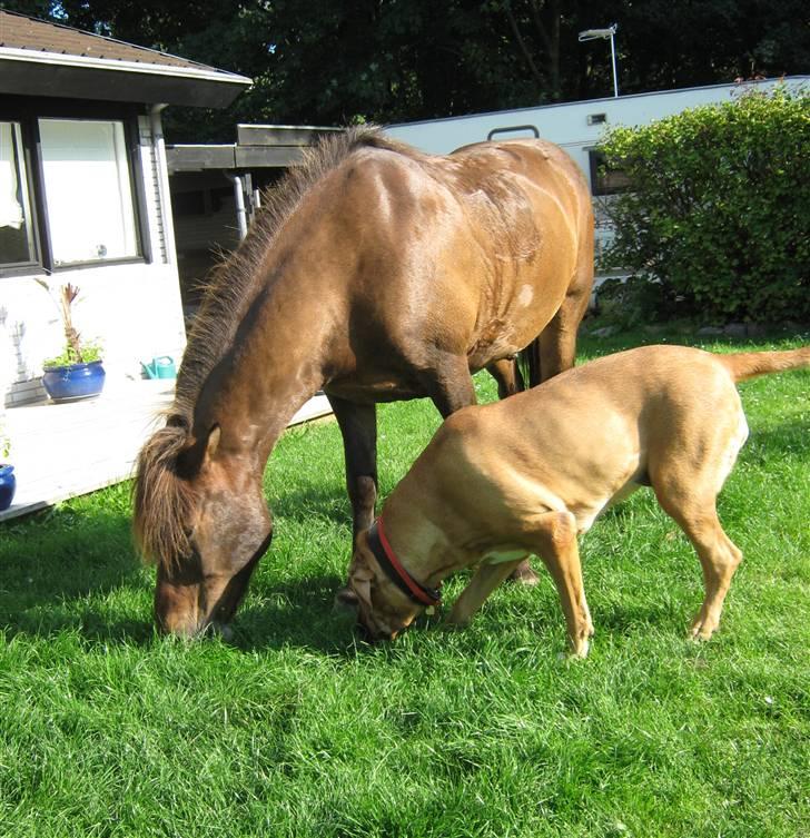 Broholmer Freya nu 2 år R.I.P. - Freya og min hest hygger i haven ;D billede 4
