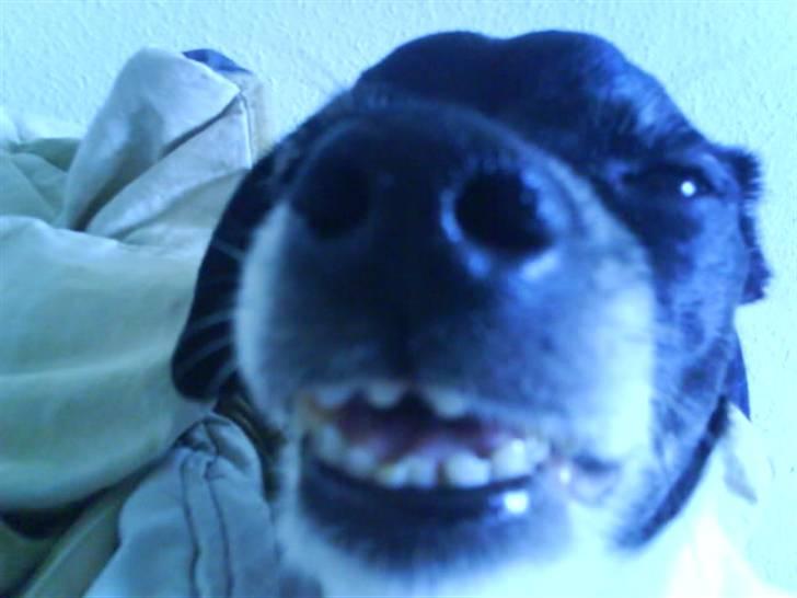 Dansk svensk gaardhund Kvik *R.I.P* min baby:´( billede 15