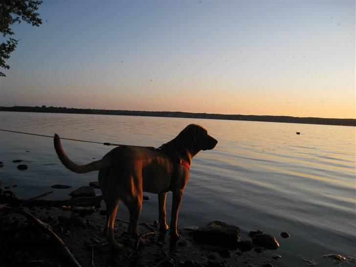 Broholmer Freya nu 2 år R.I.P. - d. 27.5 08. min lange hund :) billede 5