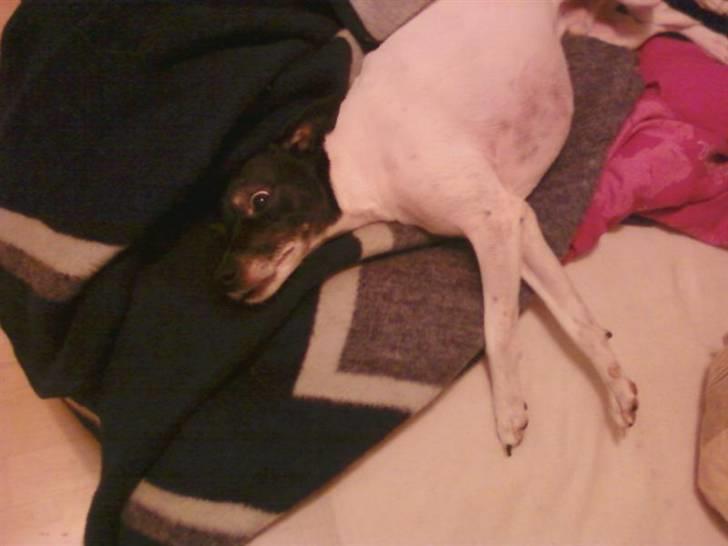 Dansk svensk gaardhund Kvik *R.I.P* min baby:´( billede 16