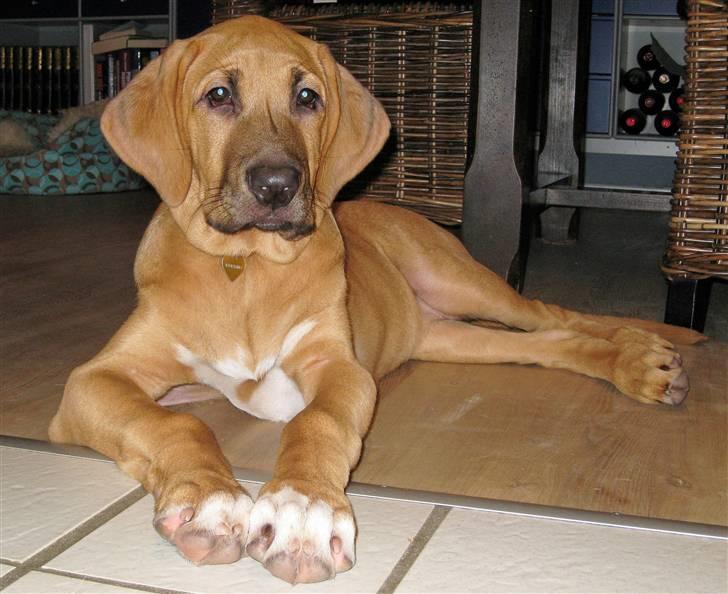 Broholmer Freya nu 2 år R.I.P. - Så smuk hun er billede 6