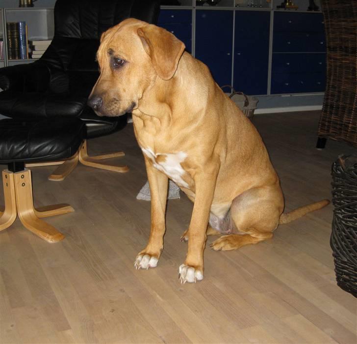 Broholmer Freya nu 2 år R.I.P. billede 8