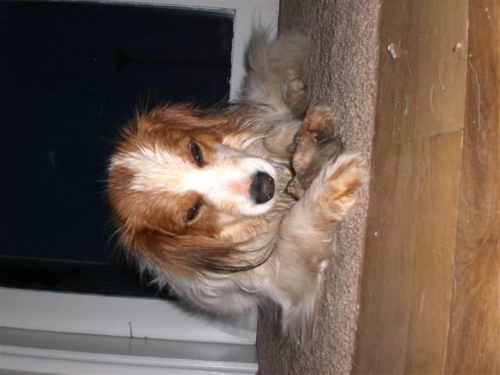 Kooikerhondje Robin - benet er lækkert og jeg er ....... RØD billede 2