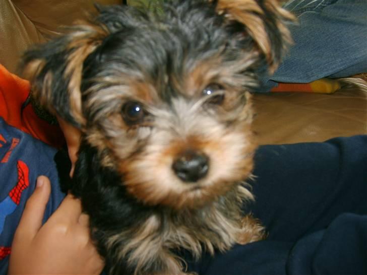 Yorkshire terrier Felix - Altså gider du lige..!!! billede 11