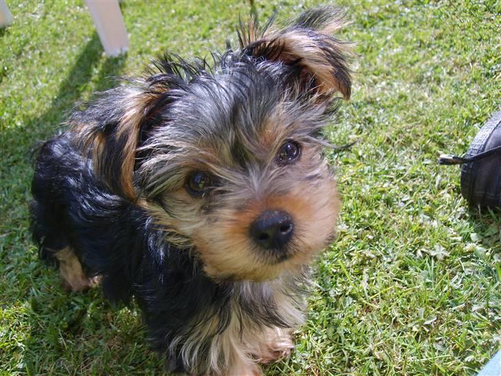 Yorkshire terrier Felix billede 12