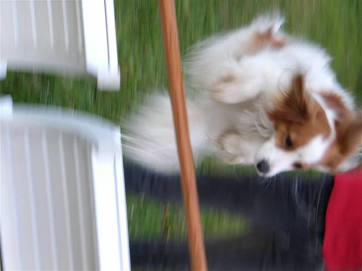 Kooikerhondje Robin - spring billede 3