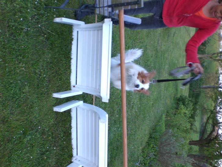 Kooikerhondje Robin - hop hop .......................................jeg er over! billede 4